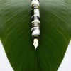 Leonardo Momento Magico Fountain Pen in Foglia